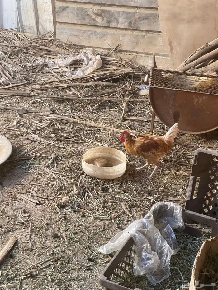 دجاج بلدي للبيع 1