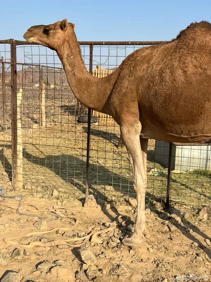 لقحات حمر ملاقيات من 6600 تم البيع 1