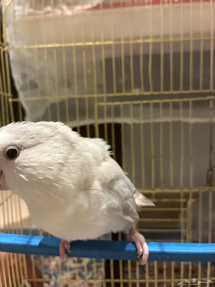 طير روز أنثى العمر 4 سنوات 0