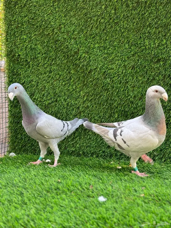 للبيع حمام هومر 2