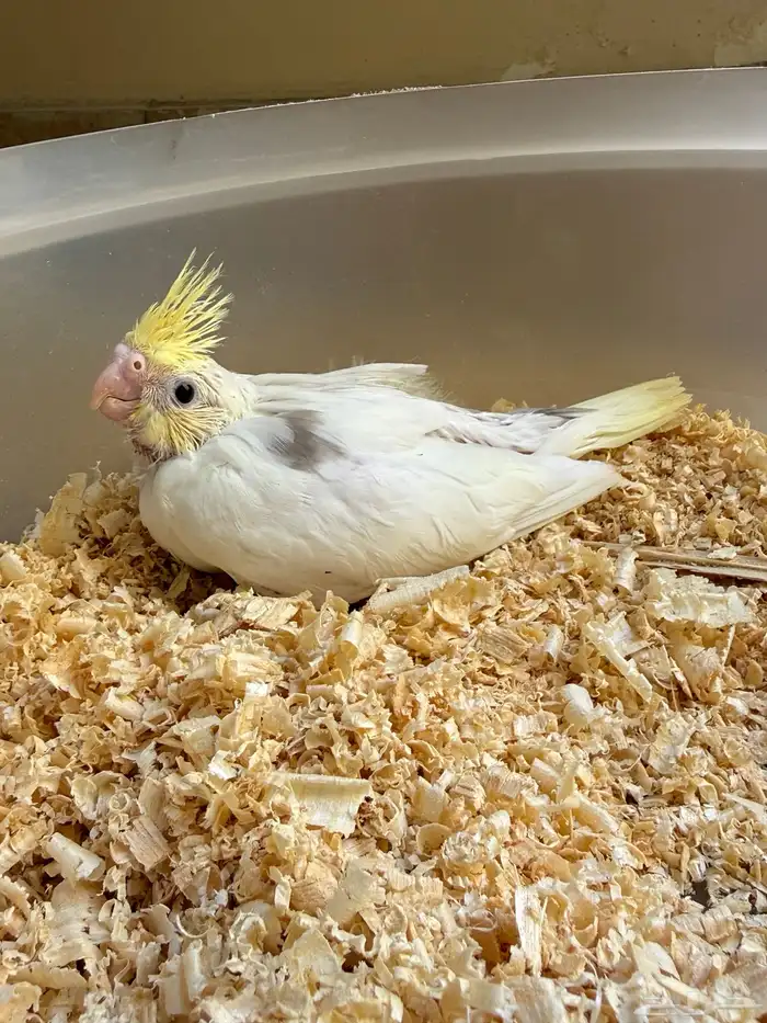 عشاق الطفرات والغر فرخين كوكتيل 4