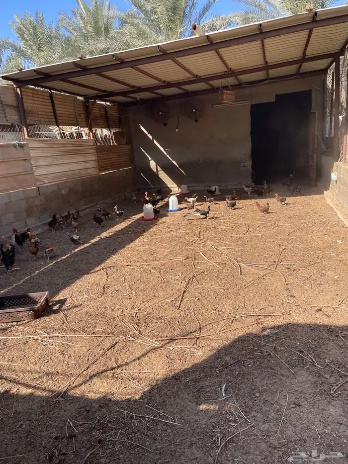 دجاج حساوي وفرنسي مشكل 0