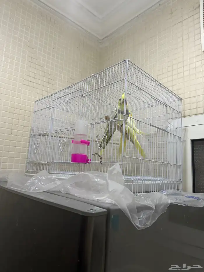كروان عدد 3 للبيع مع القفص الصحة ممتازة 1