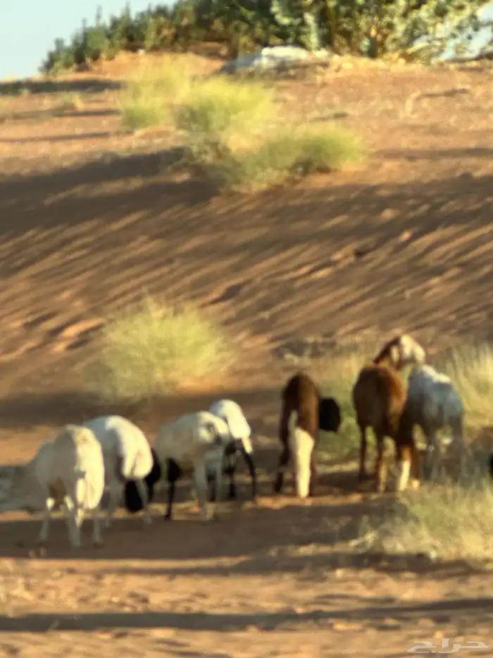 سواكن مرآبي تنصفط كلهن جذعان 91