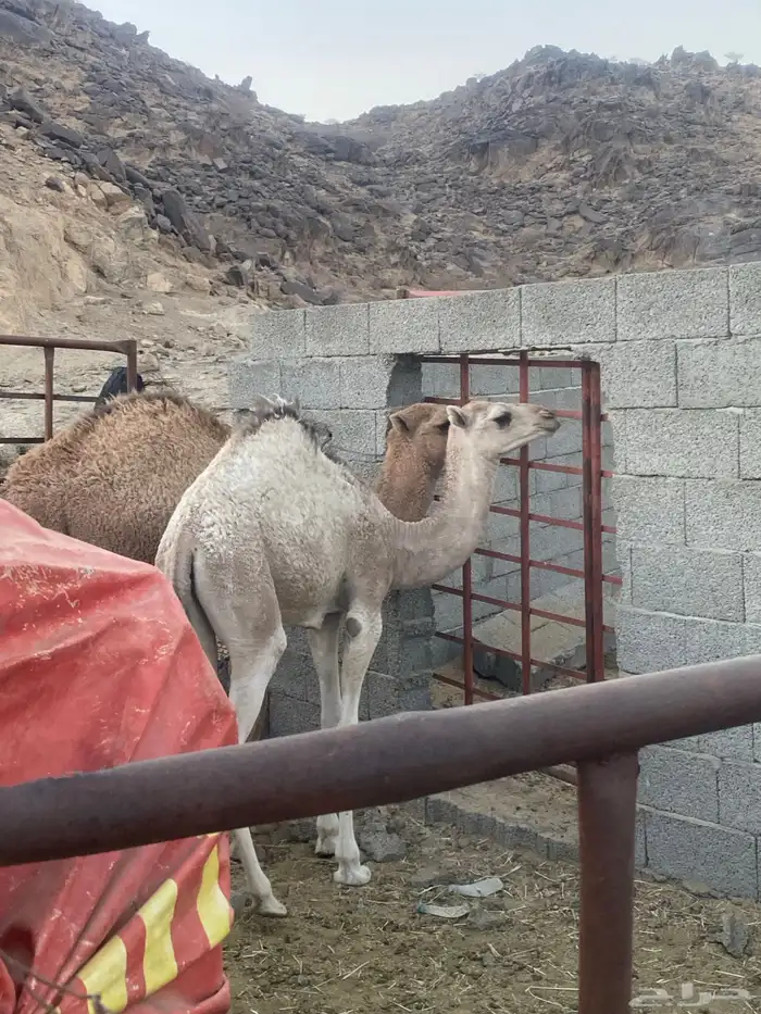 جمل للبيع 6