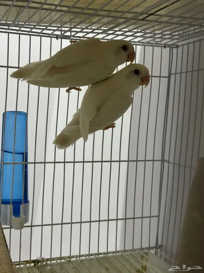 جوز روز البينو 2