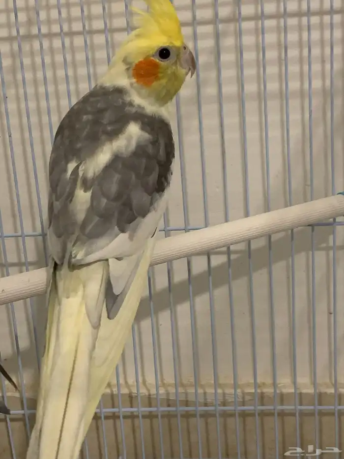 كروان اليف منتج من قبل 0