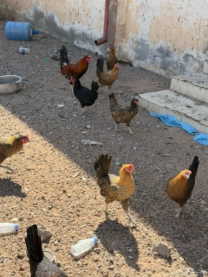 دجاج بلدي بياض شرط 0