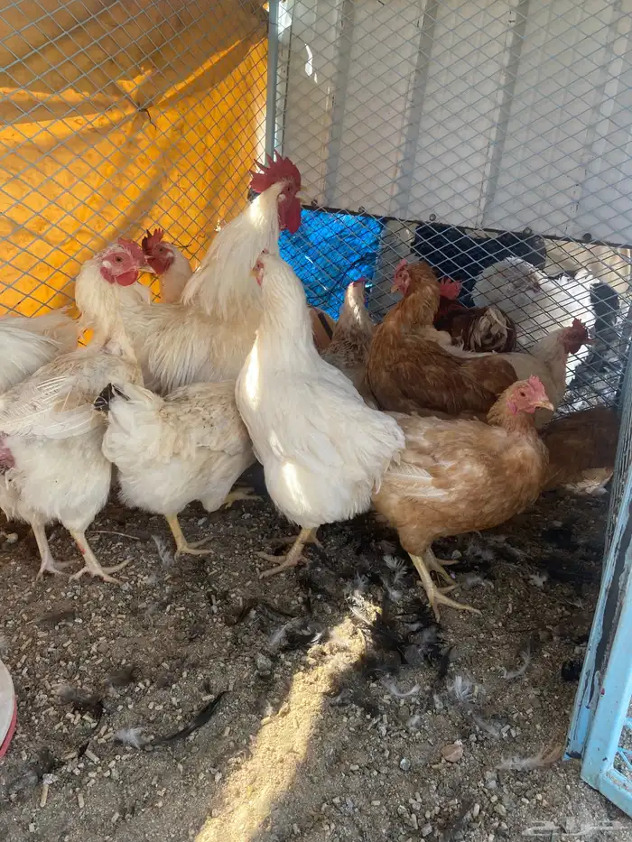 دجاج همان براون بياض 2