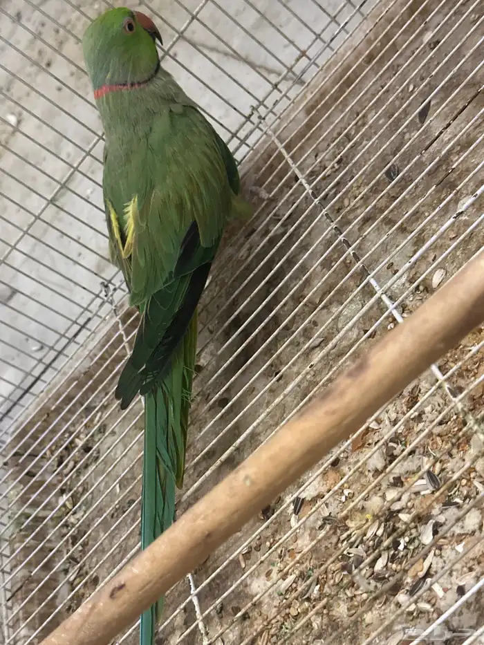 للبيع ذكر دره هنديه اليف جدا 1