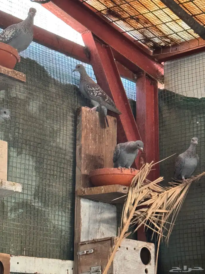 قمري افريقي مميز 4