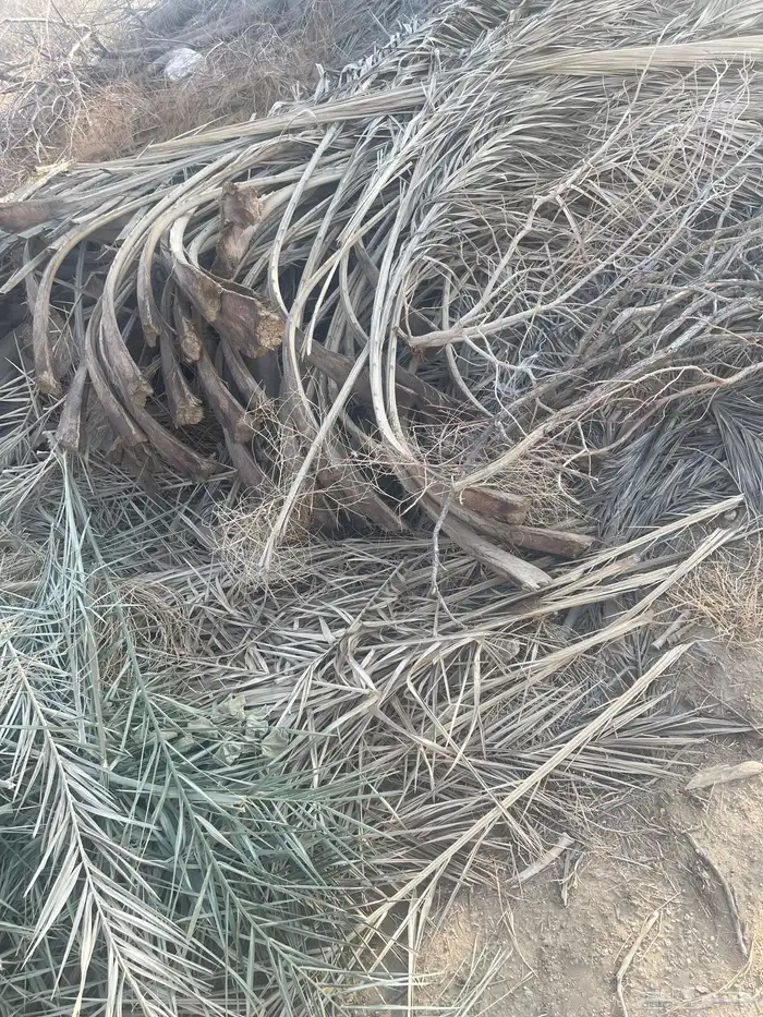 سعف صريف وجريد نخل للبيع 3