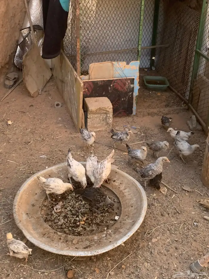 فروخ عمرهم شهرين واكثر شووي 6