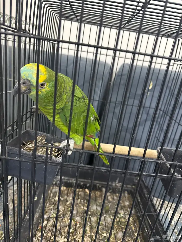 امزوني بلوفرنتد 2