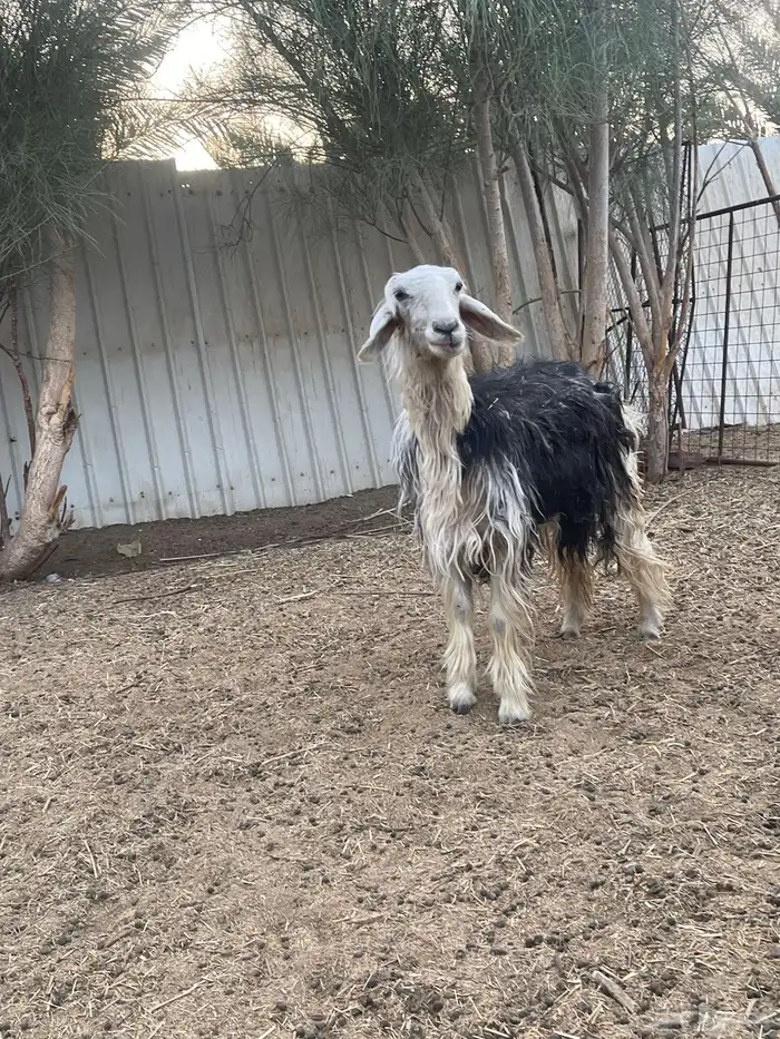 العرض رحل وخروف 1