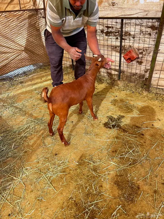 خروف بالتقسيط 0