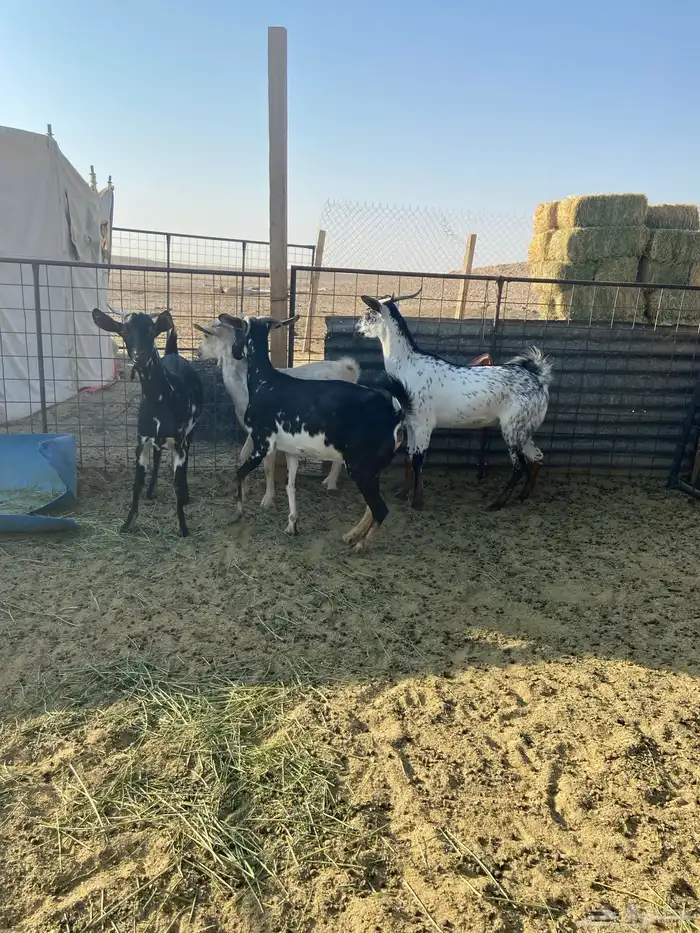 معزا جنوبيه 2