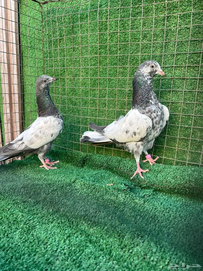 حمام بكستاني طبات 0