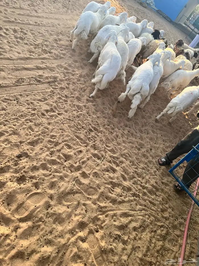 خرفان الطائف سواكن مستورد و تيوس 2