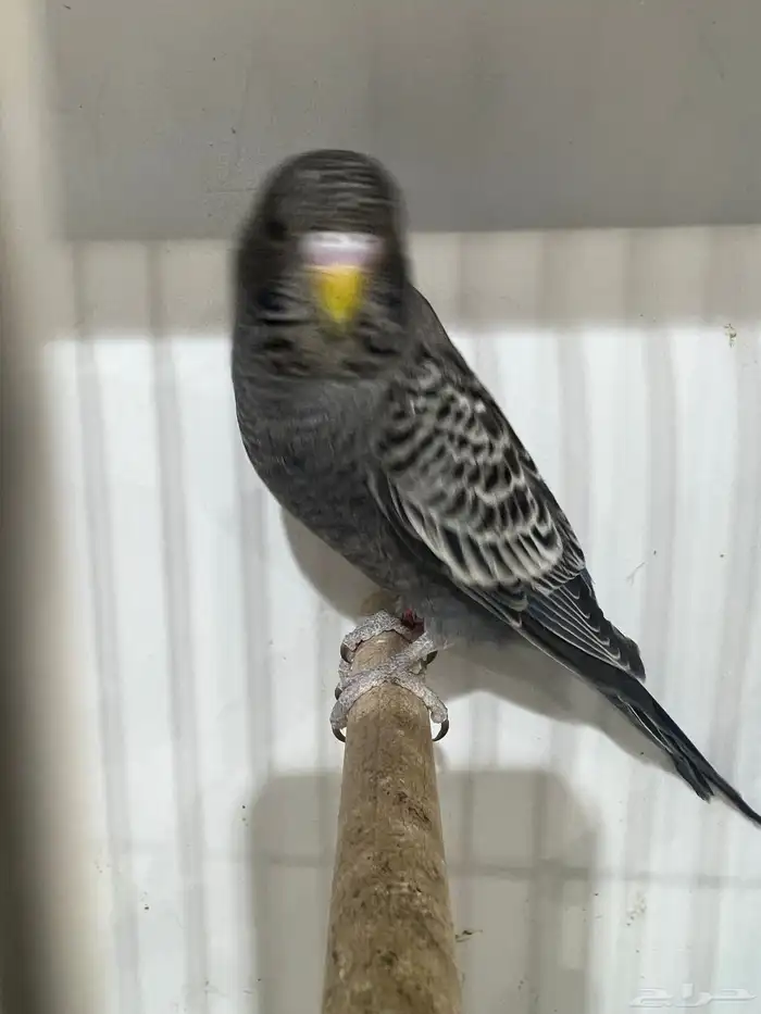 بلاك فيس سبلت هوقو 1