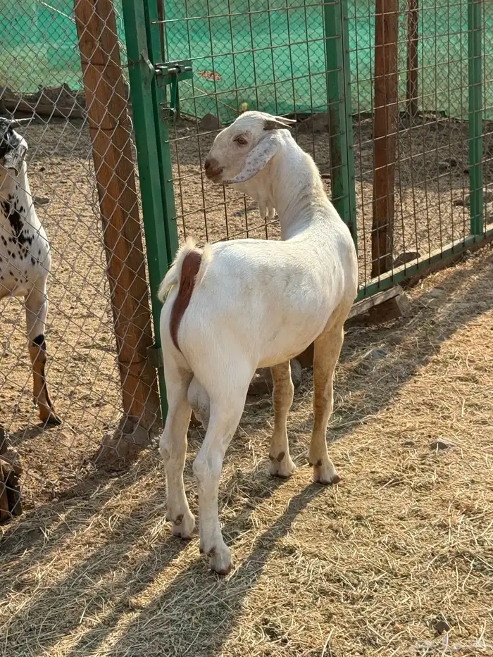 مشروع ابرص فاخر 6