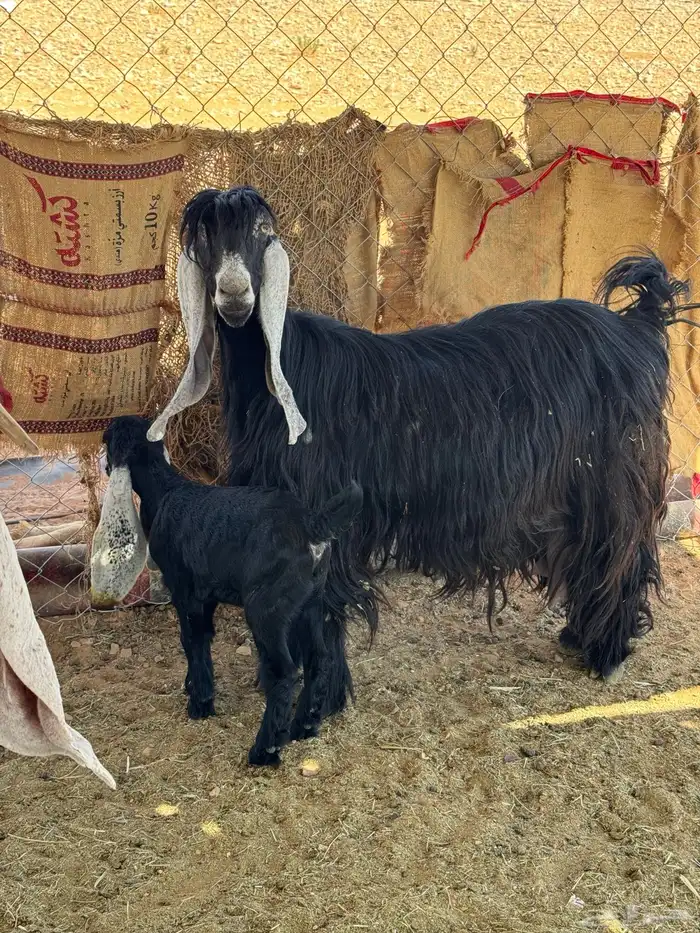 معزا والد متابيع متاومه 1