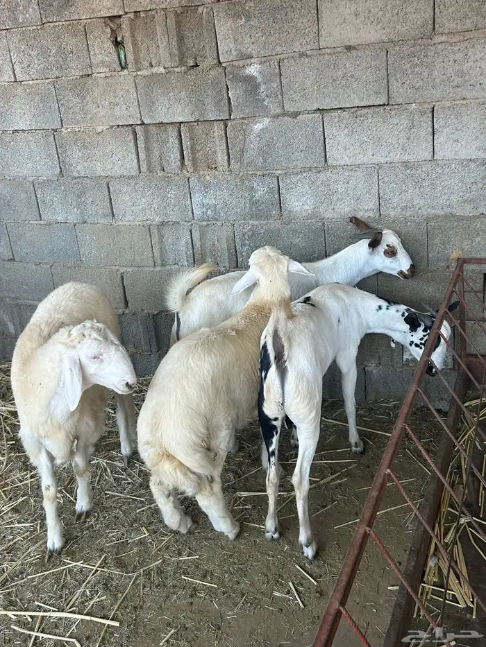 الباحه قلوه تهامه 5