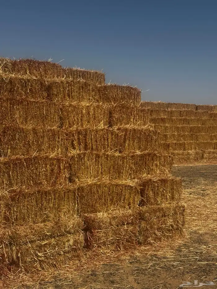 4000 لبنة ذرة حمراء جيزانية ممتازة 0