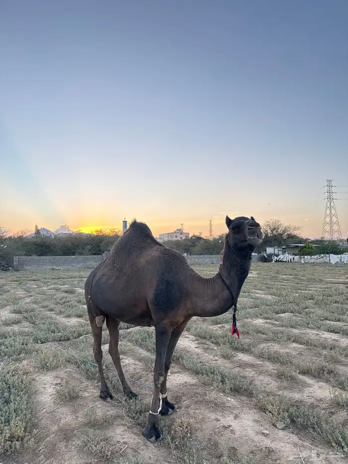 ناقه للبيع 0