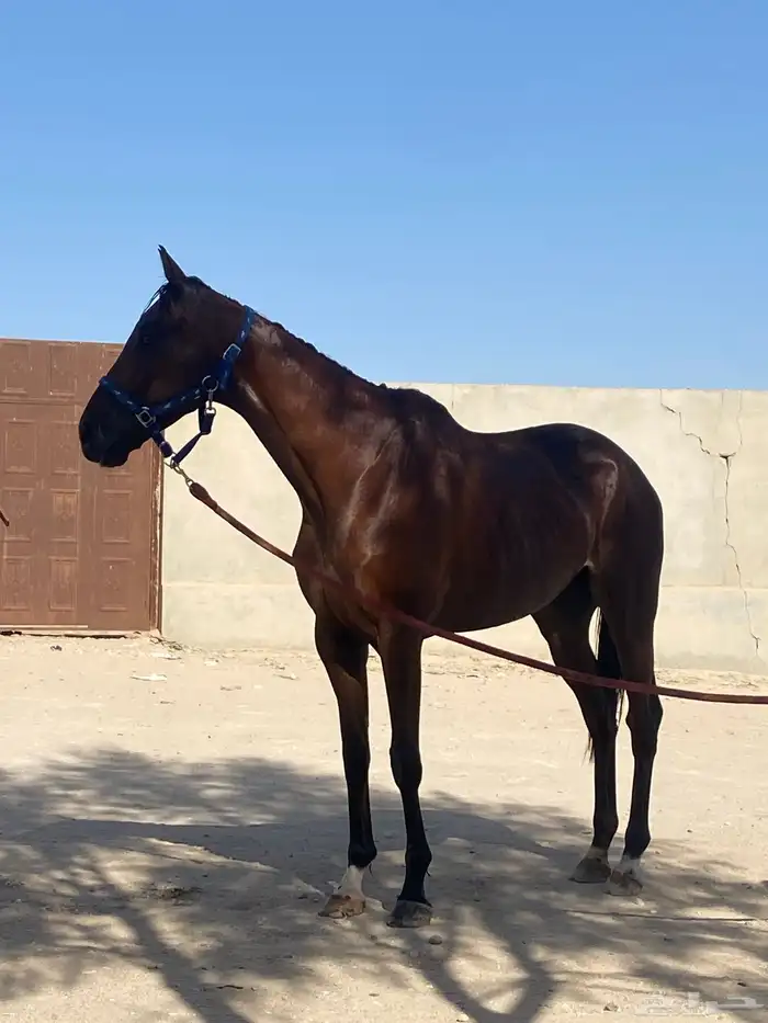 حصانين انجليزيات مسجلات 1