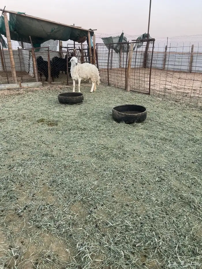 خروف حري توه شاق سدس 0