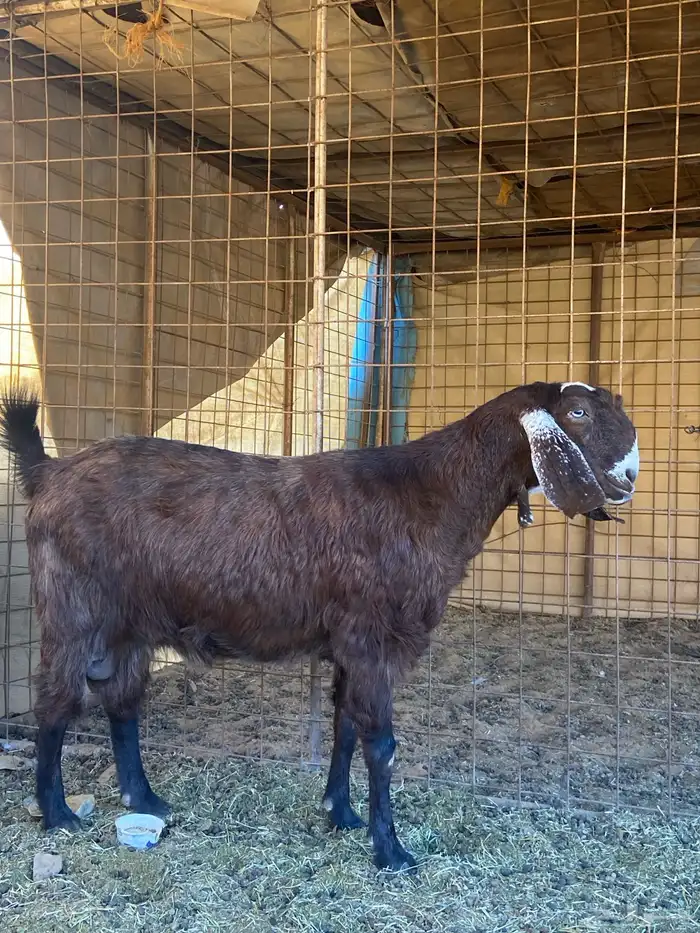 عنز شاميه للبيع 2