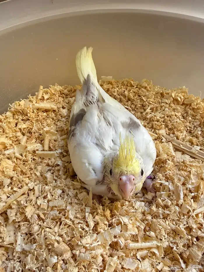 عشاق الطفرات والغر فرخين كوكتيل 6