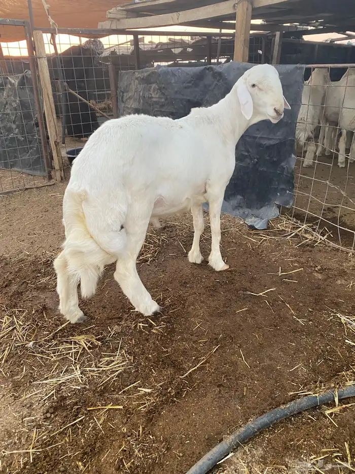 طلي حري خصم راس كارثه مستقبل فحل 8