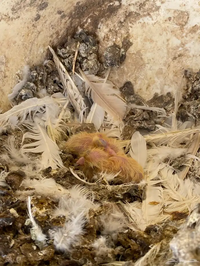 حمام سلفر وزاجل 5