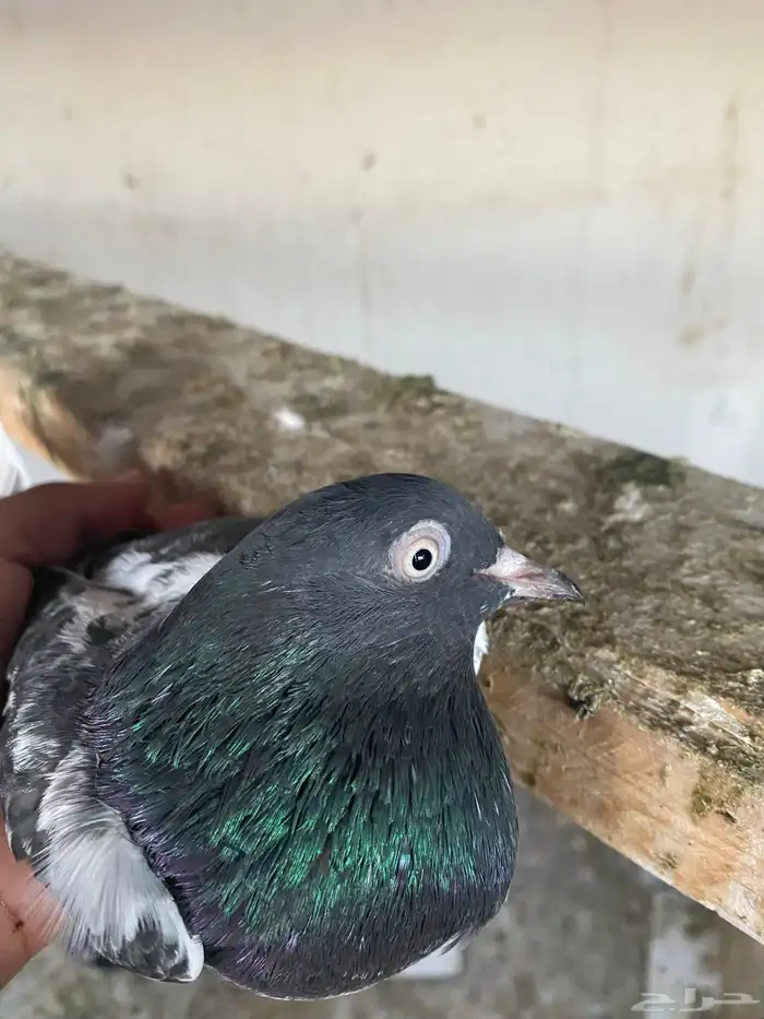 حمام باكستاني رامبوري 1