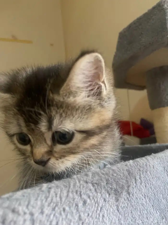 قطط للبيع بسعر مناسب 2