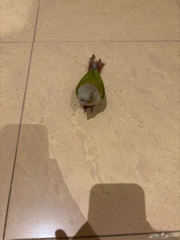 كنيور اليف وهدد 4