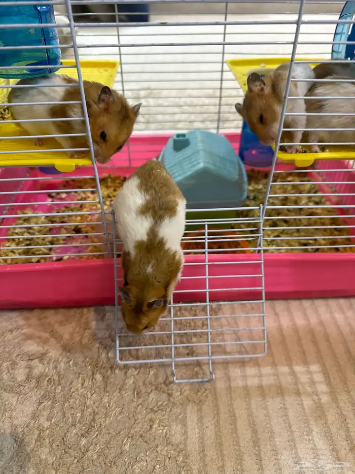 هامستر للبيع 1