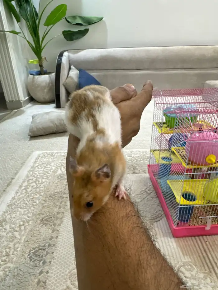 هامستر للبيع 3