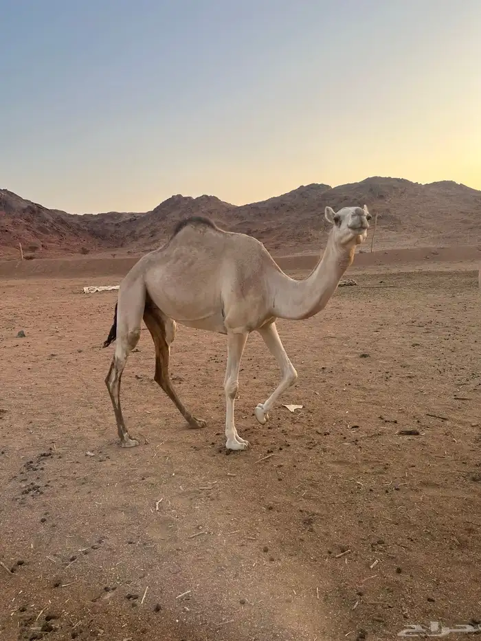 ناقه مهجنه راكض بيدها 2