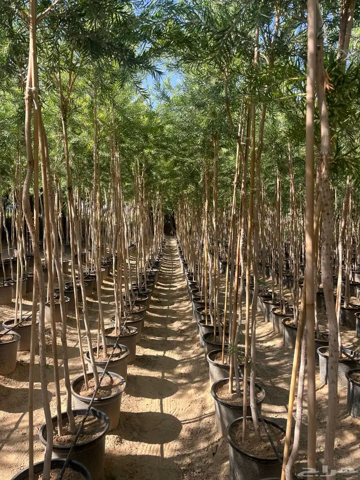 شجرة فرش الزجاج 3