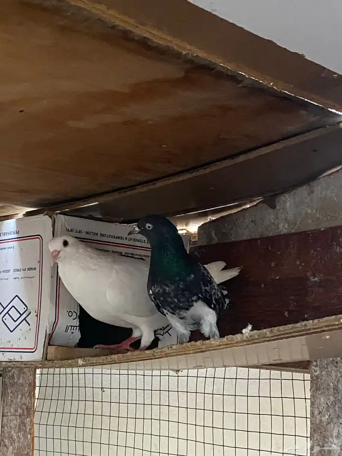 حمام باكستاني رامبوري 2