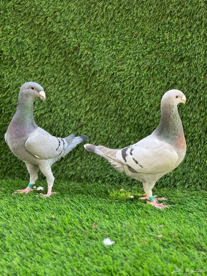 للبيع حمام هومر 1