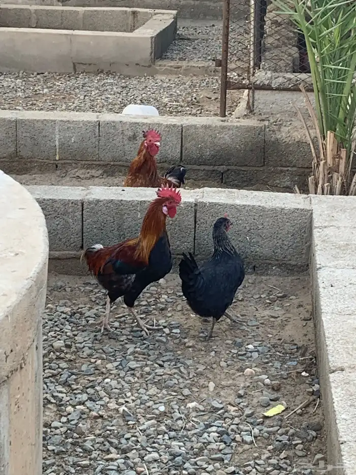 للبيع دجاج بلدي 2