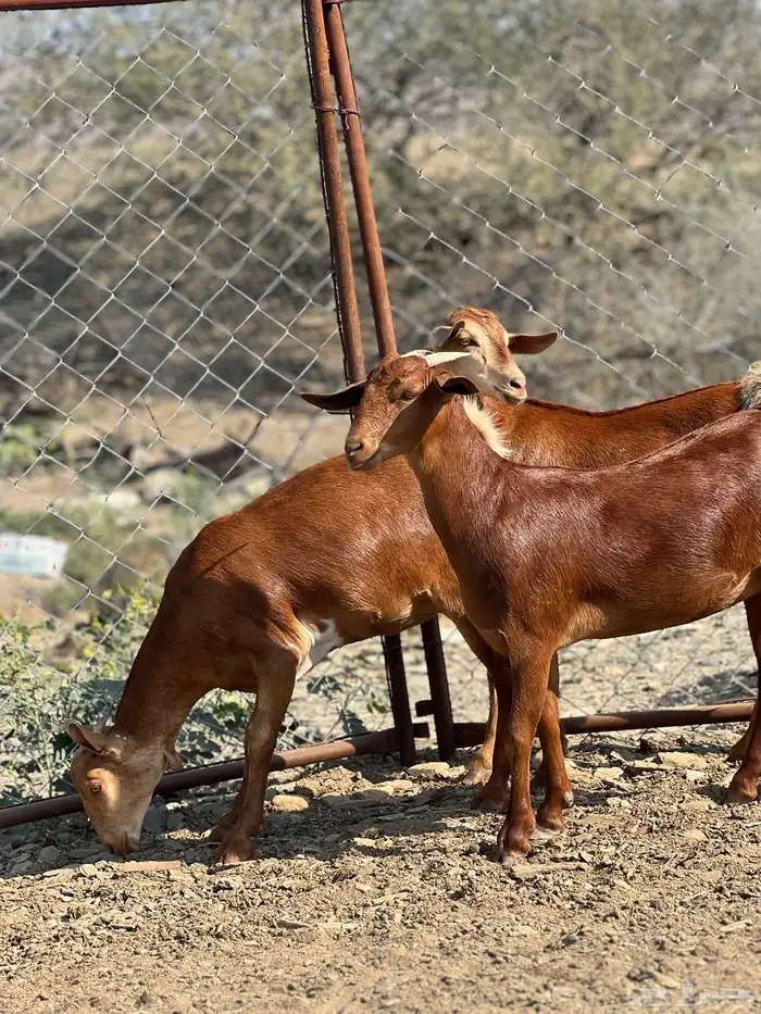 جفار دهم تأسيس مراح 5