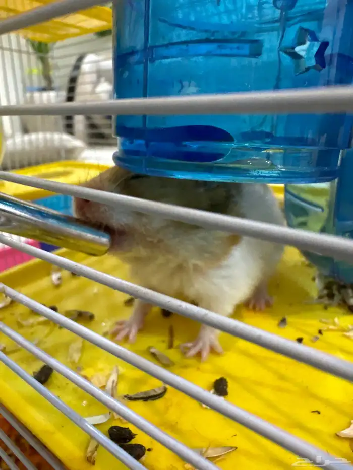 هامستر للبيع 6