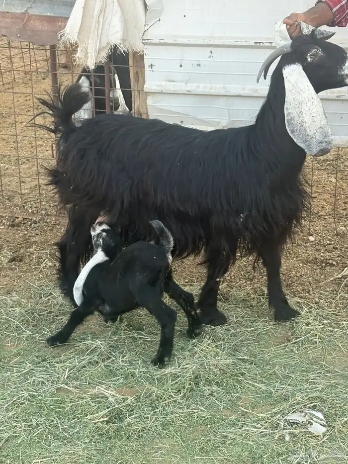 عنز ثنيه عارضيه اصل 3