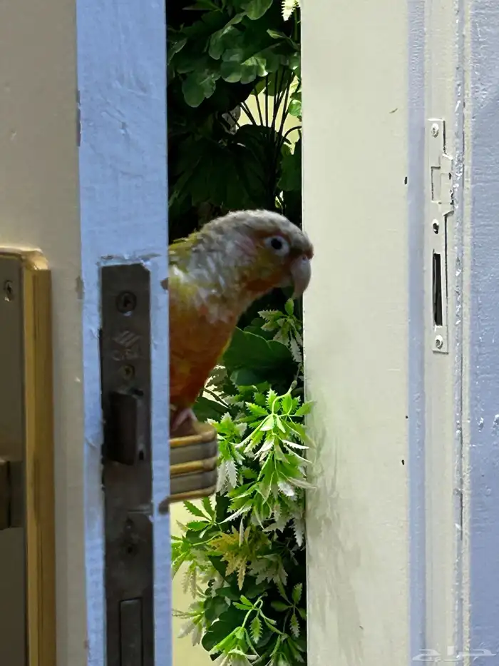 ببغاء كينيور مفقود 0