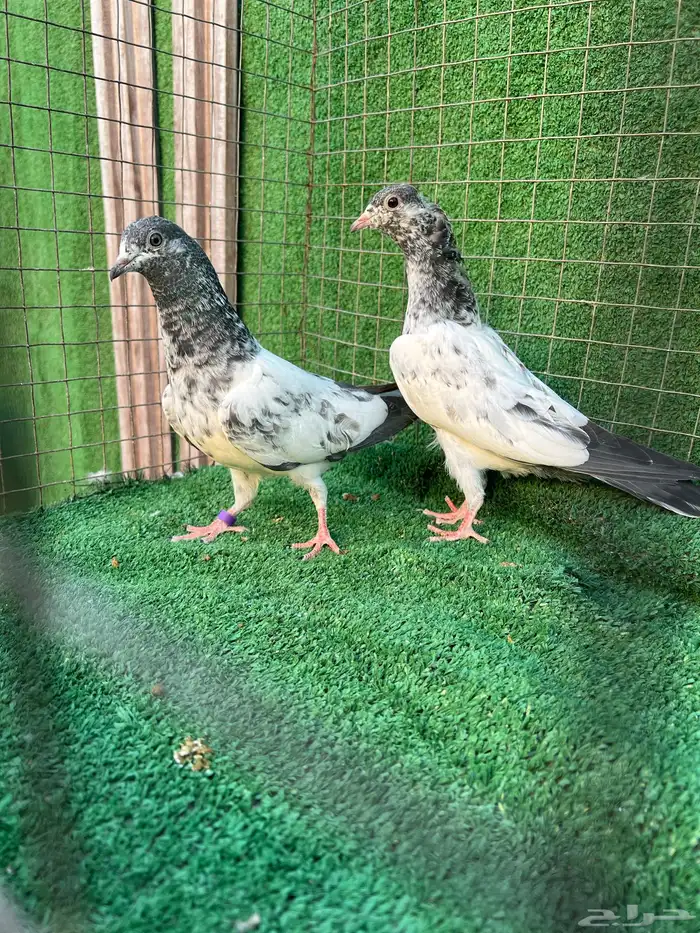 حمام بكستاني طبات 17